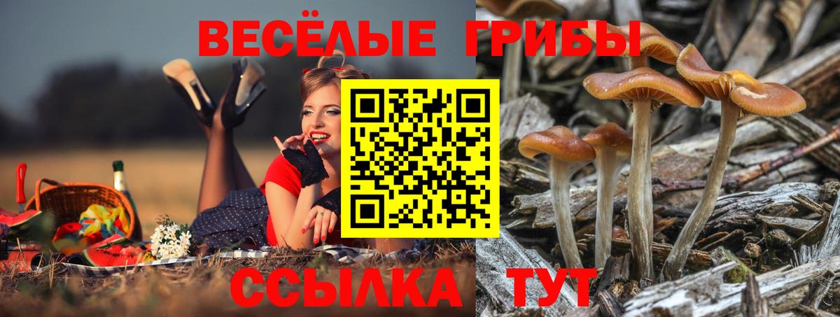 Галлюциногенные грибы прущие грибы Пятигорск